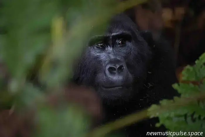 Cult skate documentarian Ian Reid's latest photobook, 'Positive Tracks,' showcases the remarkable Ugandan communities dedicated to saving mountain gorillas.