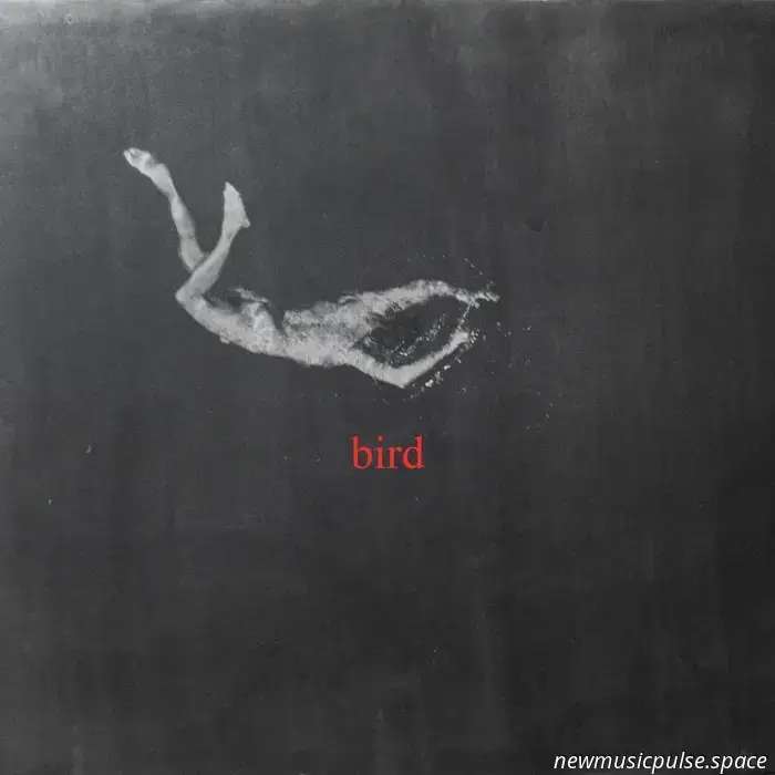 Isla Baja – pájaro